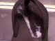 black flipflop loaded Click to see phaking’s pic