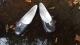 Floating y2k Nine West Kitten Heels Click to see davestratford’s pic