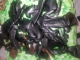 Click to see d4rk’s pic Click to see d4rk’s pic